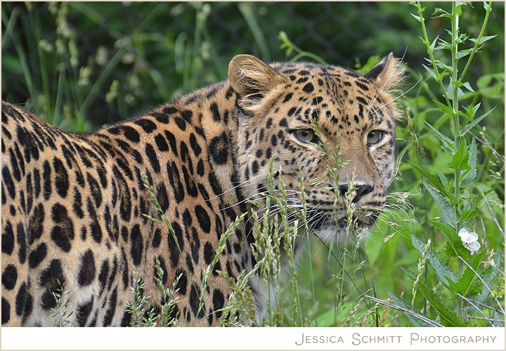 pittsburgh-pa-zoo-amur-leopard-2 Pittsburgh Zoo Amur Leopard