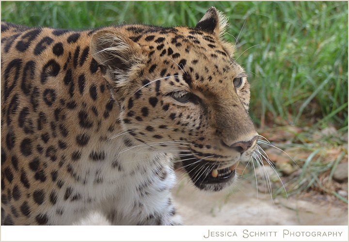 pittsburgh-pa-zoo-amur-leopard Pittsburgh Zoo Amur Leopard