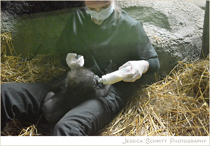 pittsburgh-pa-zoo-baby-gorilla Baby gorilla at the Pittsburgh Zoo