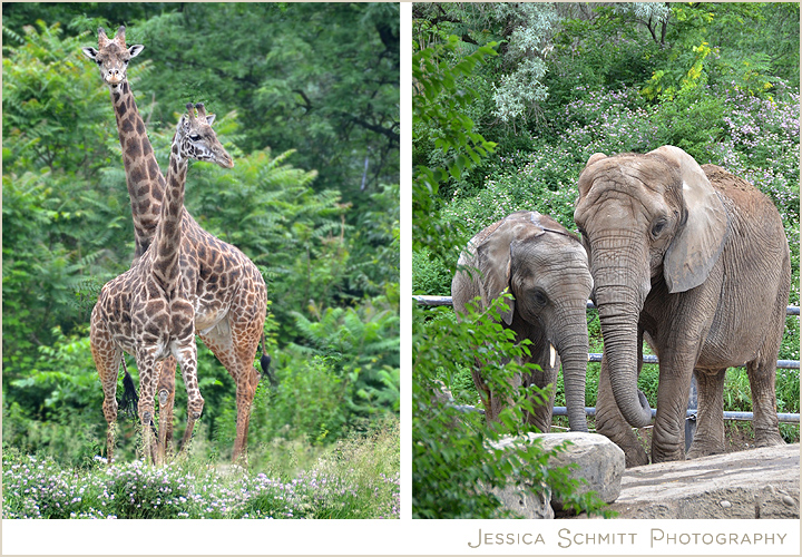 pittsburgh-pa-zoo-elephants-giraffes Pittsburgh Zoo elephants and giraffes