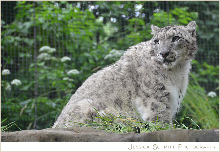 pittsburgh-pa-zoo-snow-leopard Pittsburgh Zoo