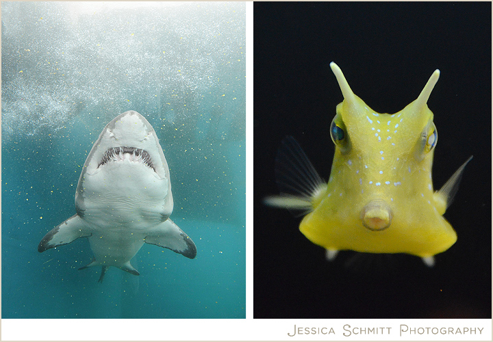 pittsburgh-zoo-ppg-aquarium-sharks Pittsburgh Aquarium sharks