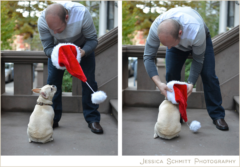 french-bulldog-nyc french bulldog nyc