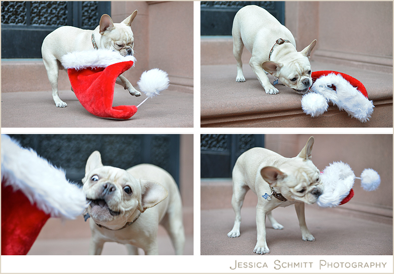 french-bulldog-santa-nyc french bulldog nyc
