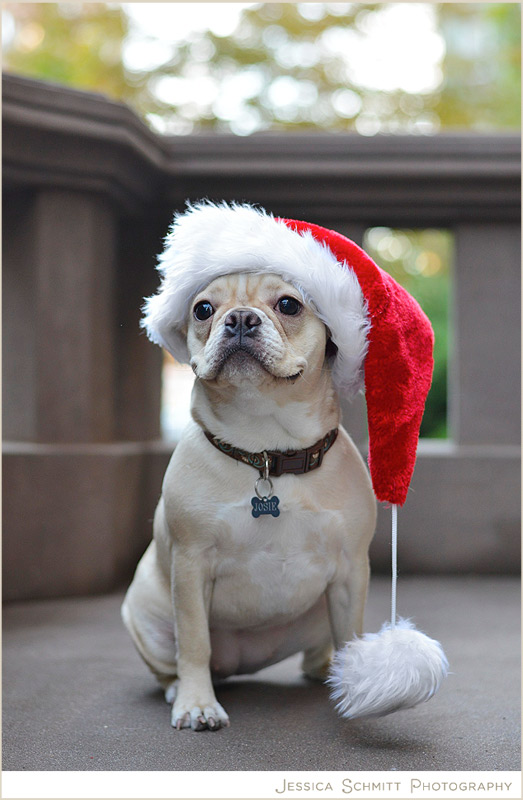 santa-hat-dog-french-bulldog-nyc french bulldog nyc