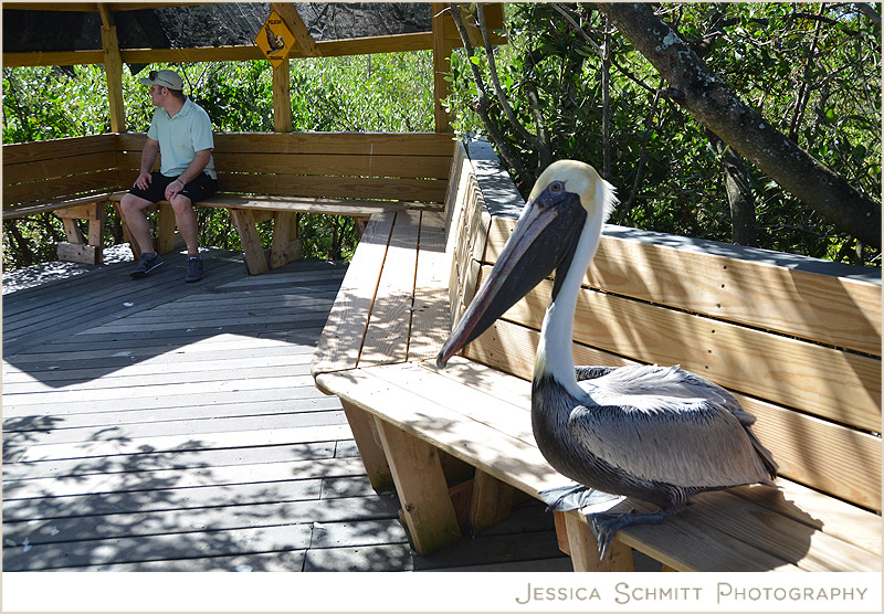 florida-keys-pelican Florida Keys pelican bird sanctuary