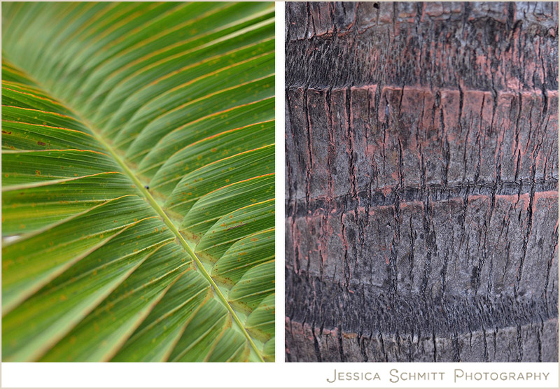 miami-palm-tree-south-beach