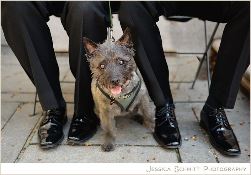 wedding-with-ring-bearer-dog bryant park nyc wedding with a dog