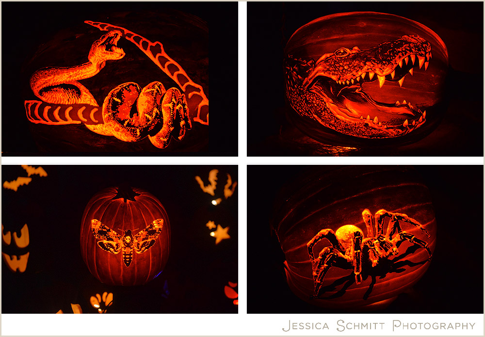 boo-at-the-zoo amazing art carved pumpkins snake. crocodile, moth, spider