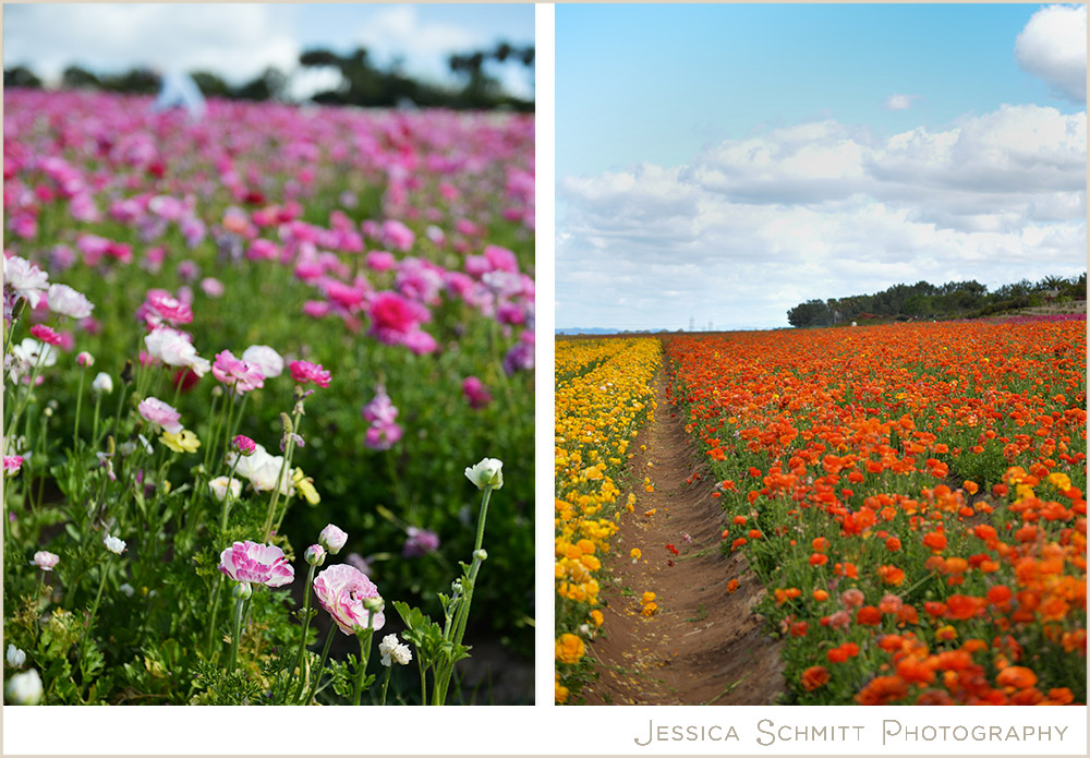 carlsbad-flower-fields-california Carlsbad Flower Fields California