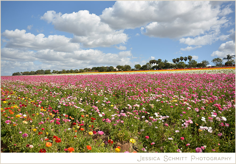 carlsbad-flower-fields Carlsbad Flower Fields California