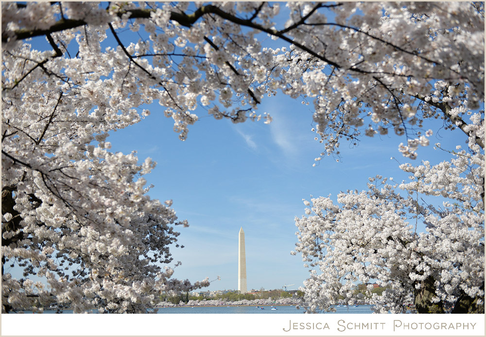washington-dc-cherry-blossoms Cherry Blossom Washington DC engagement photography