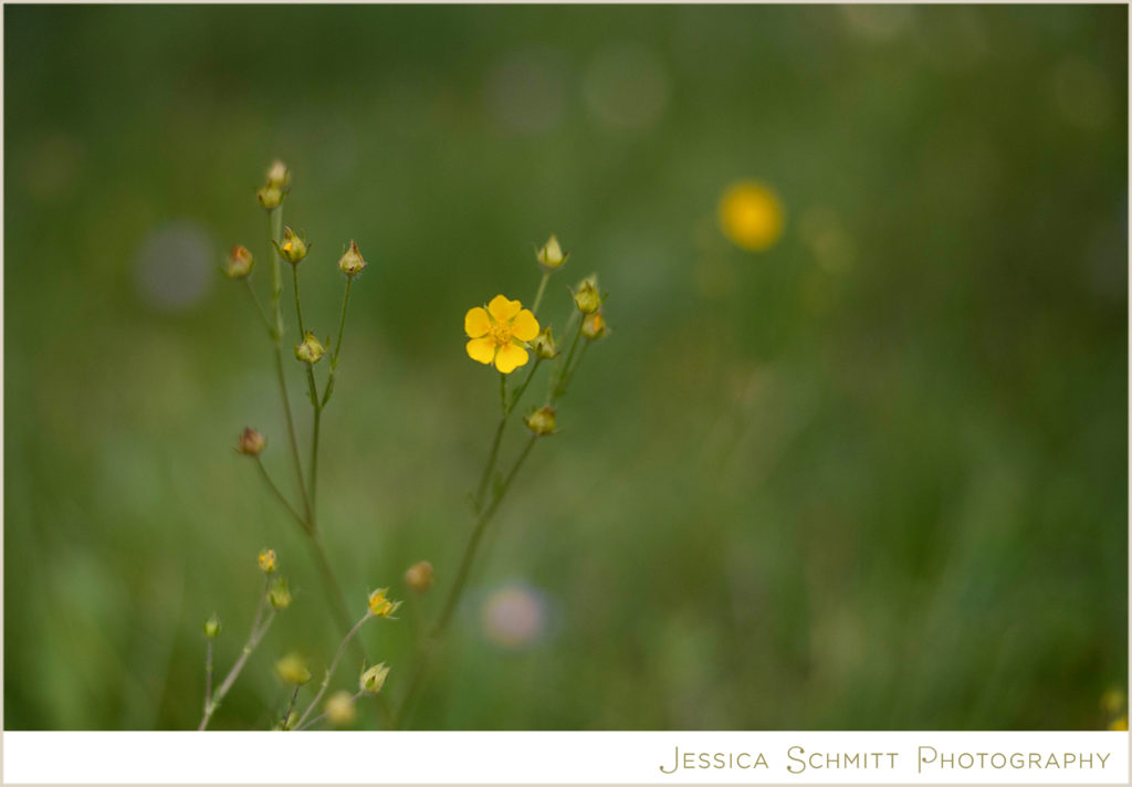 Breckenridge wild flower
