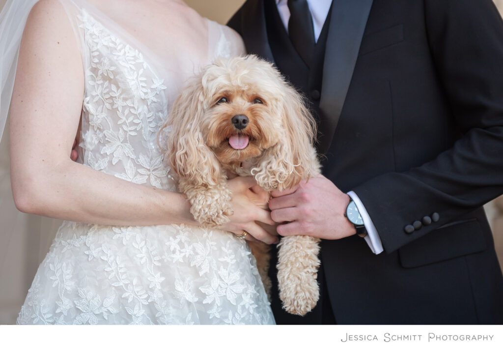 wedding cavapoo