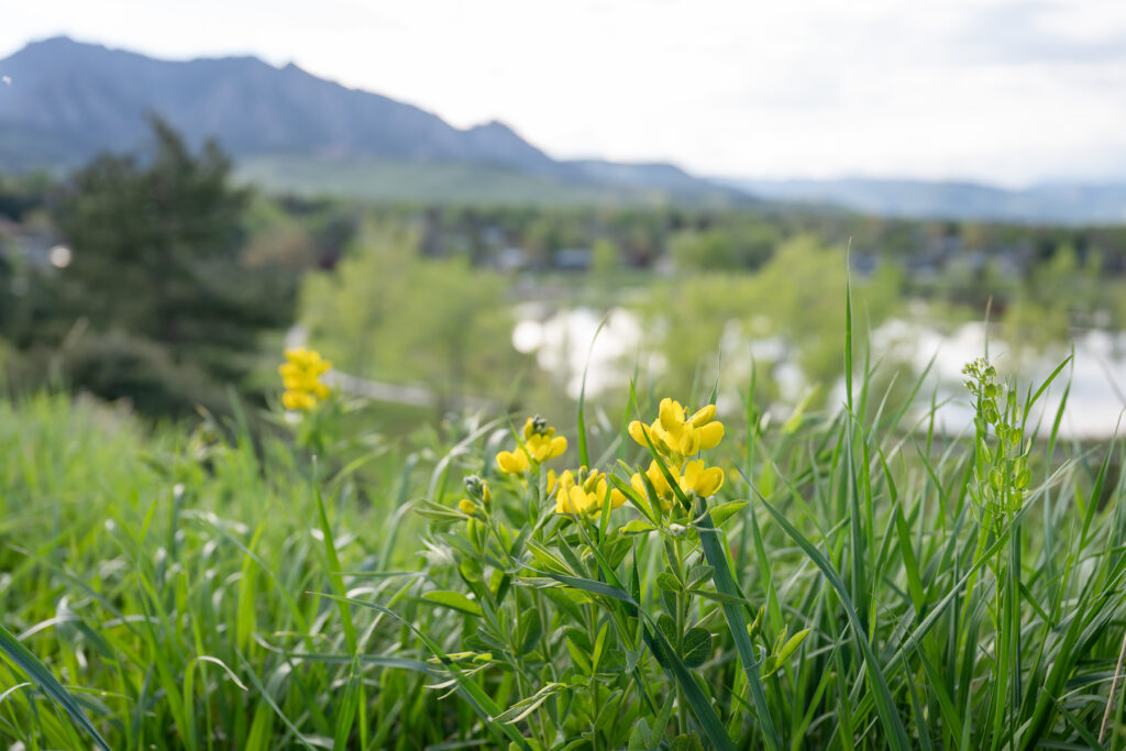 flagstaff mountain, yellow wildflowers