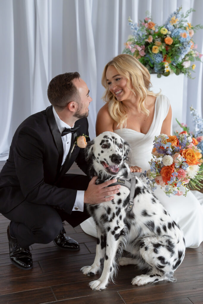 wedding dalmation dog